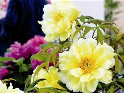 盆栽牡丹花怎么养