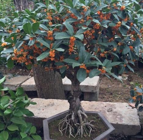 盆栽桂花怎么养护