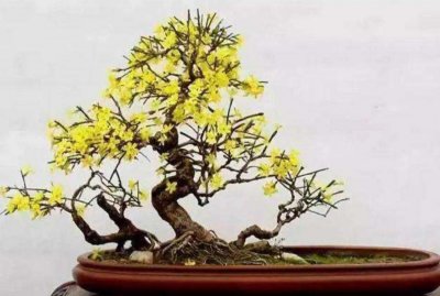 迎春花盆景怎么养 详解迎春花养护小妙招