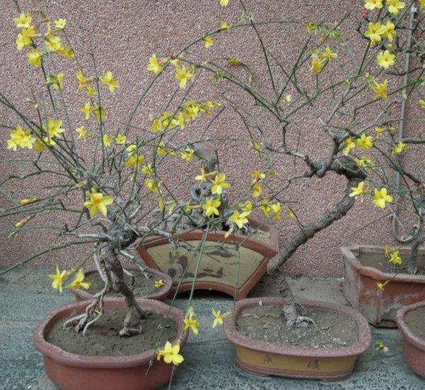 迎春花盆景怎么养