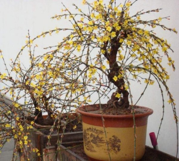 迎春花盆景怎么养