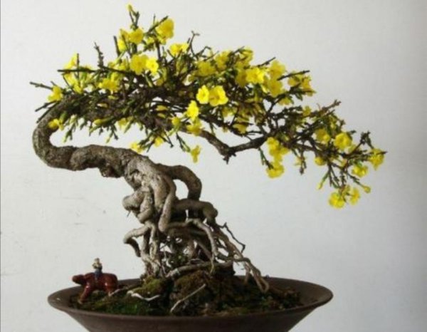 迎春花盆景怎么养