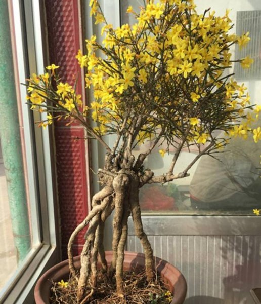 迎春花盆景怎么养