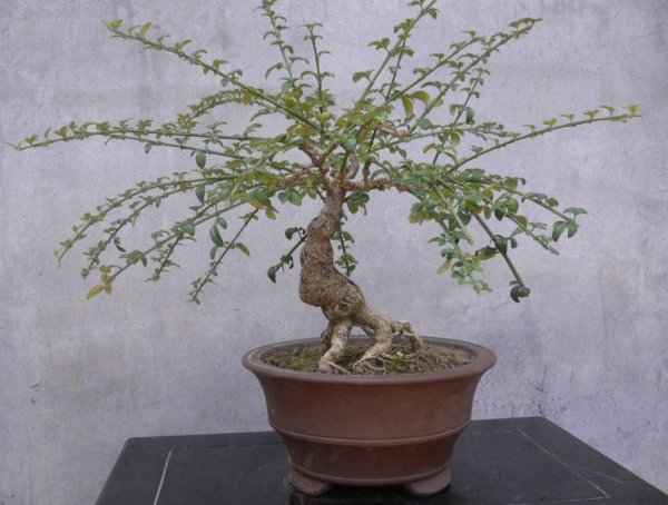 迎春花盆景怎么养