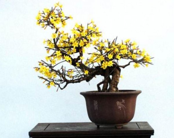 迎春花盆景怎么养