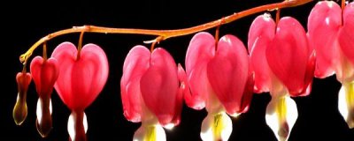 灯笼花怎么养才好 盆栽灯笼花的养殖方法