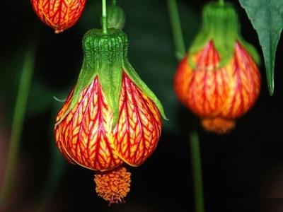 灯笼花怎么养才好