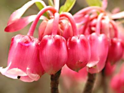 灯笼花怎么养才好