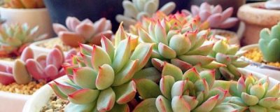 怎么养好多肉植物 新手养多肉的方法和技巧