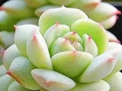 怎么养好多肉植物