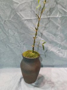 罗汉竹盆栽怎么养 罗汉竹的养护小妙招