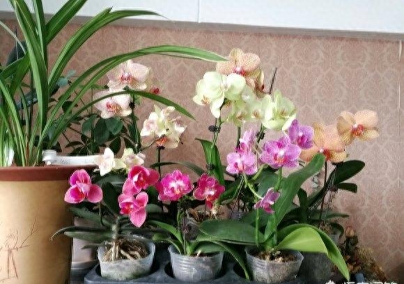 蝴蝶兰如何种养护和浇水