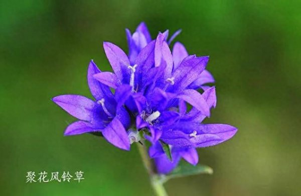 风铃草的品种有哪些