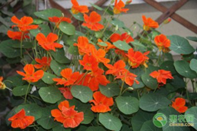 旱莲花怎么养才能粗壮 盆栽旱荷花养殖方法介绍