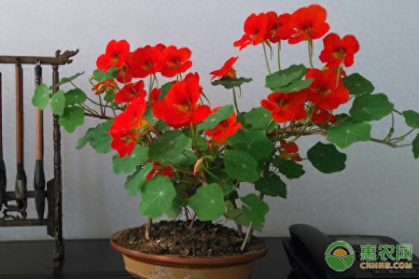 旱莲花怎么养才能粗壮
