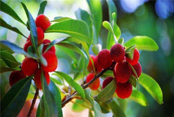 杨梅树什么季节种最好