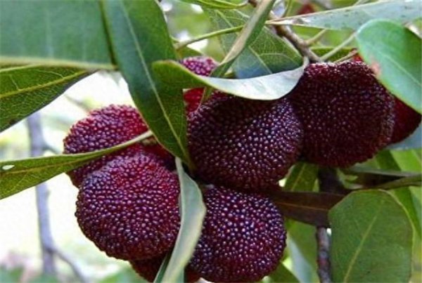 杨梅树什么季节种最好