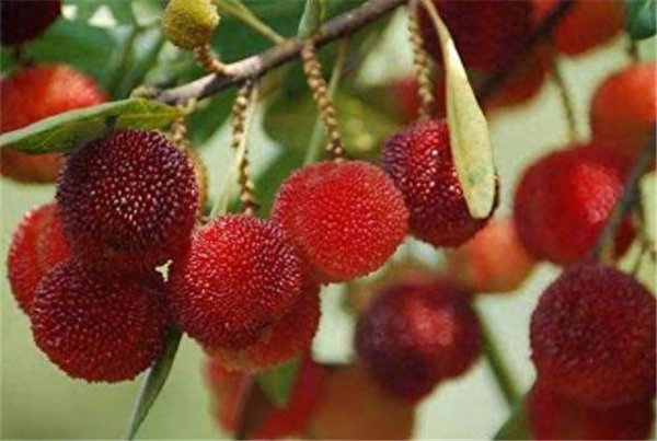 杨梅树什么季节种最好