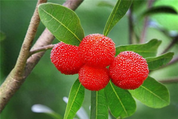 杨梅树什么季节种最好