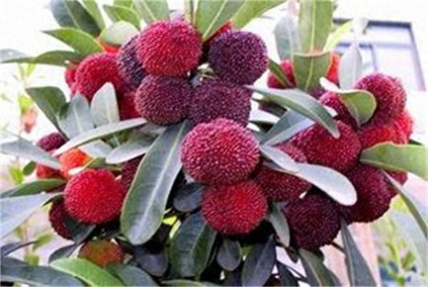 杨梅树什么季节种最好