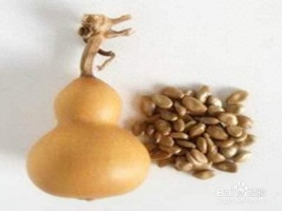 盆栽小葫芦怎么养护 盆栽小葫芦的种植方法及技术要点