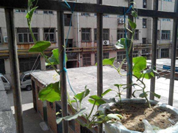 盆栽小葫芦怎么养护