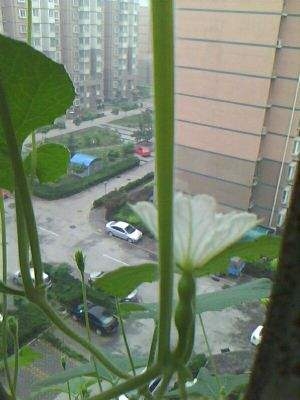 盆栽小葫芦怎么养护
