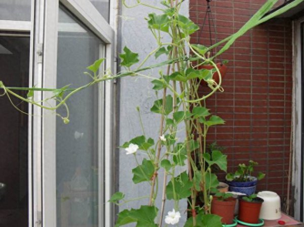 盆栽小葫芦怎么养护