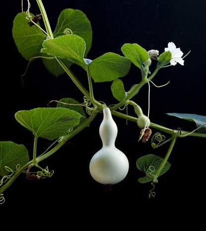 盆栽小葫芦怎么养护