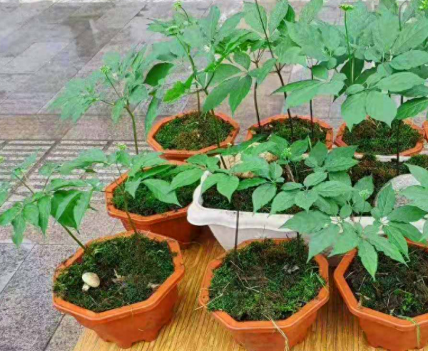 人参种子怎么种植才会发芽