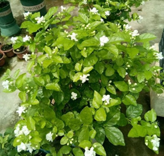 如何养好茉莉花盆栽