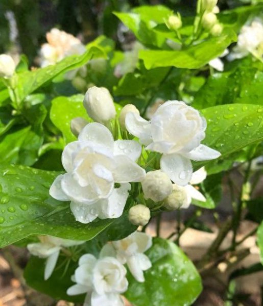 如何养好茉莉花盆栽