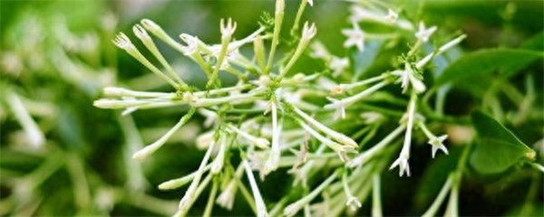 夜来香如何养殖开花多