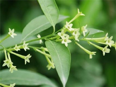 夜来香如何养殖开花多