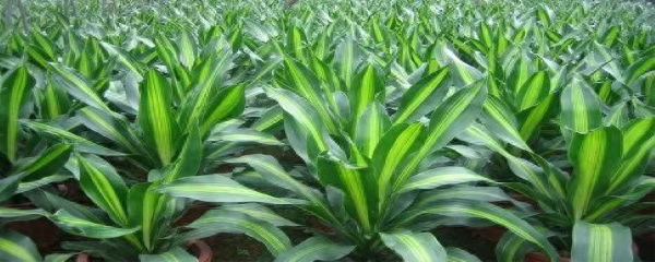 巴西铁树适合室内养吗