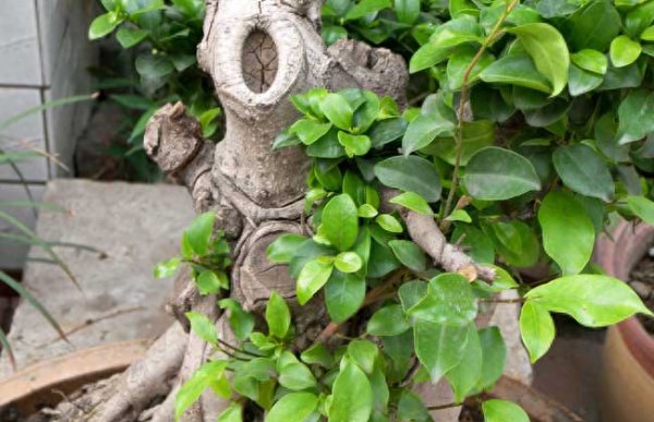 榕树怎么养长得好