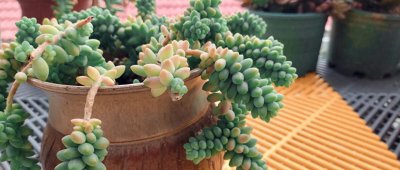 新手如何养多肉植物 让多肉爆盆的6个技巧