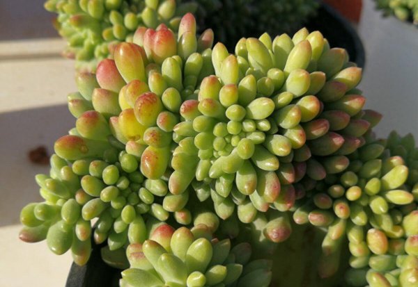 新手如何养多肉植物
