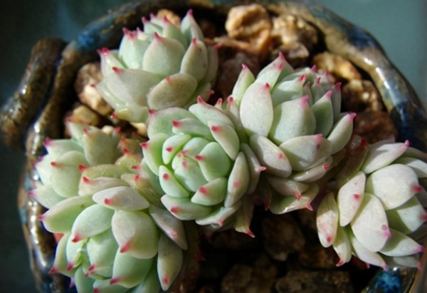 怎样种植多肉盆栽