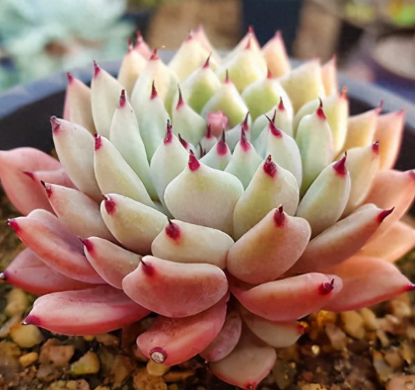 怎样种植多肉盆栽