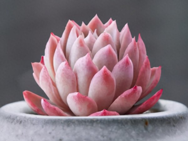 怎样种植多肉盆栽