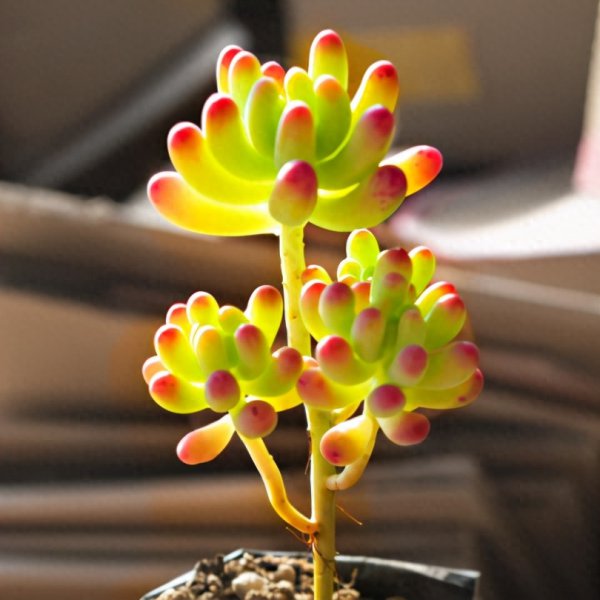 怎样种植多肉盆栽