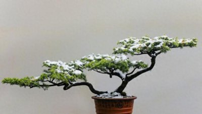 迎客松盆景怎么种植 迎客松盆景修剪技巧图解