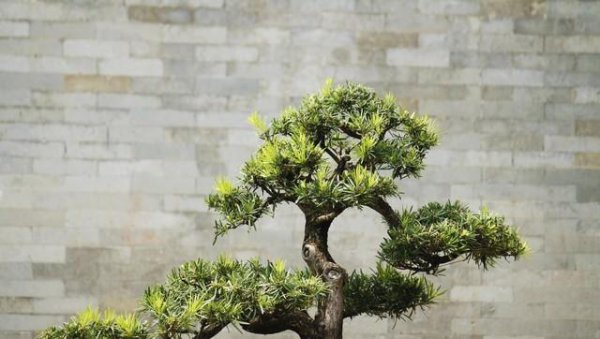 迎客松盆景怎么种植