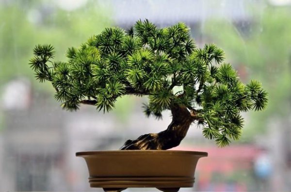 迎客松盆景怎么种植
