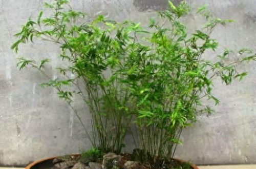 盆栽毛竹怎么种植