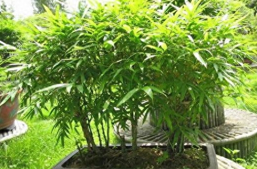 盆栽毛竹怎么种植