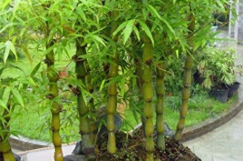 盆栽毛竹怎么种植