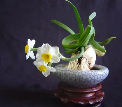 水生植物有哪些品种