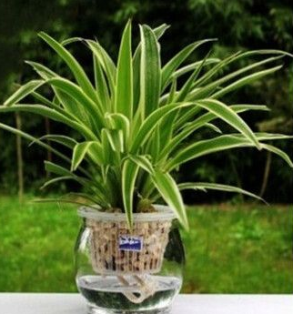 水生植物有哪些品种